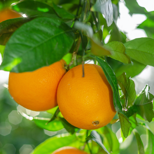 Orange Peel, Organic