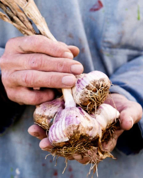 Italian Garlic, Organic