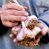 Italian Garlic, Organic