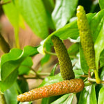 Sumatra Long Pepper, organic